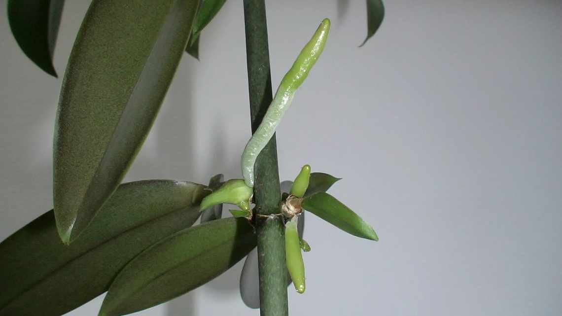 Как отделить детку орхидеи от материнского растения