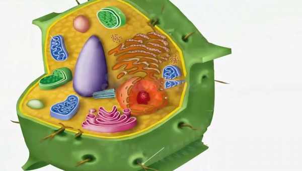 Функции клеточной мембраны и ее отличия от клеточной стенки